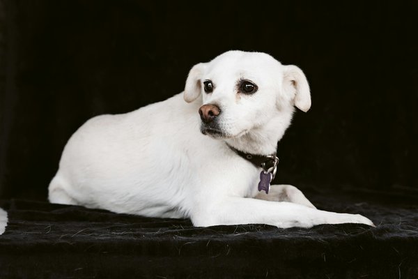 L'alimentation bio pour chien : est-ce vraiment bénéfique?