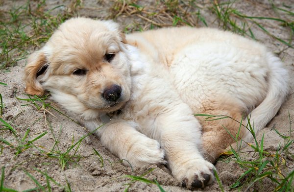 Les risques de ne pas vacciner son chat