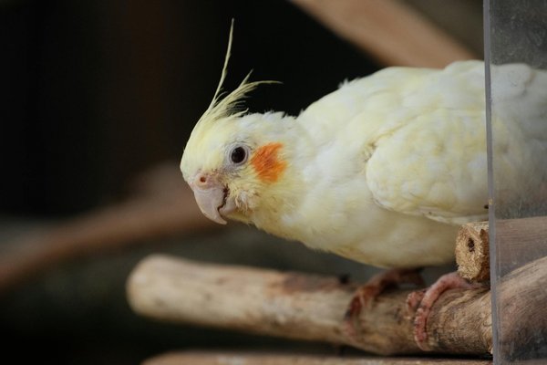 Guide pour élever un chien d'exposition