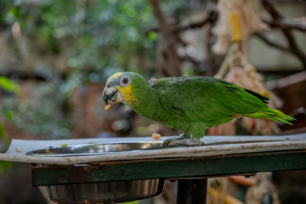 Pourquoi les chats pétrissent-ils ?