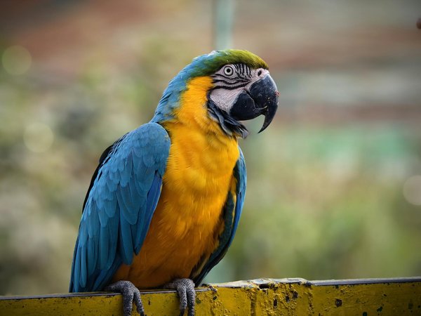 Les races de chiens disparues et en voie d'extinction