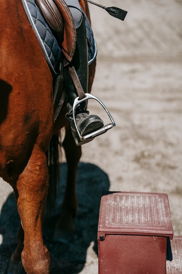 Sellerie en ligne : choix, qualité et promos pour cavaliers modernes